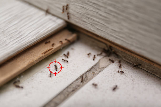 Best Local Pest Control Services  in Brown Station, MD